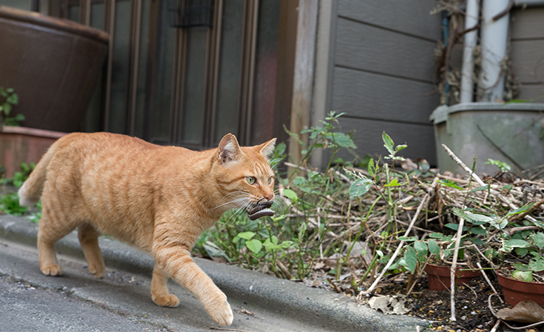 猫写真家に学ぶ撮影術｜CREVIA TIMES クレヴィアタイムス